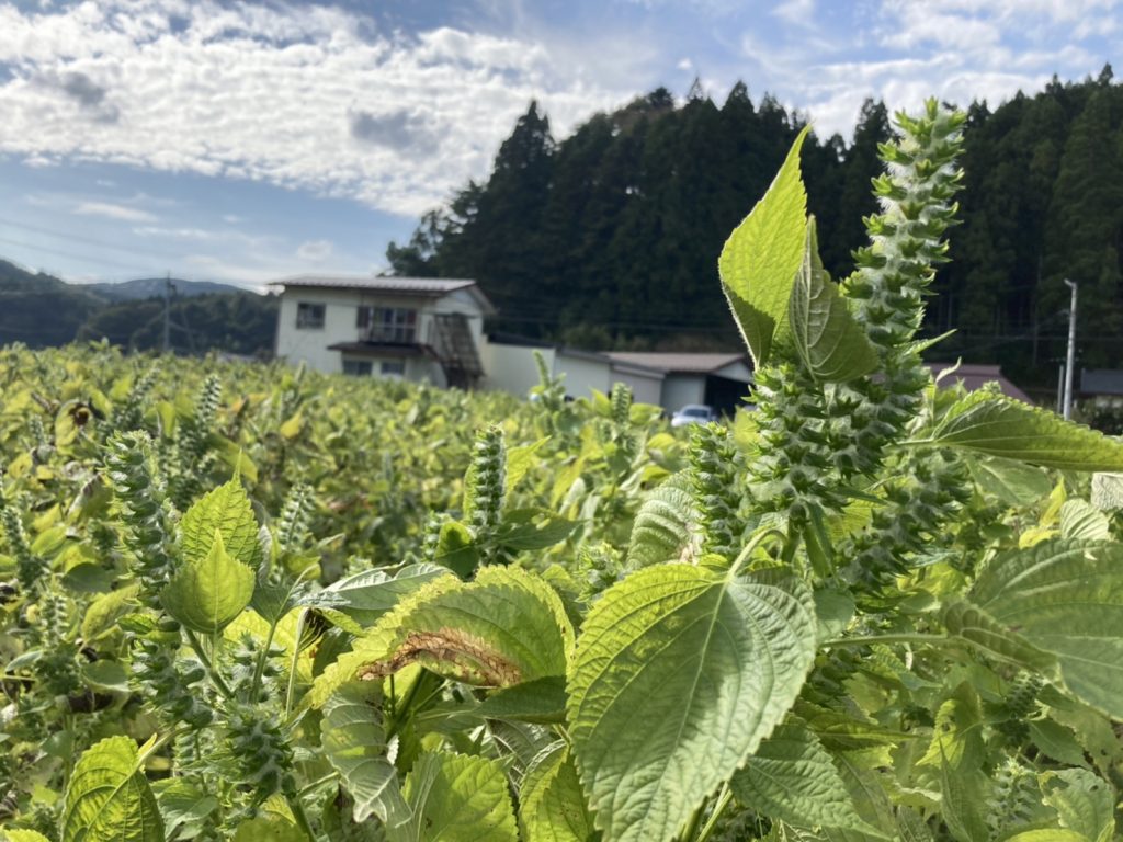 「えごまを、もっと身近に。」　ー福島に移り住んで知った、畑の小さな宝物ー